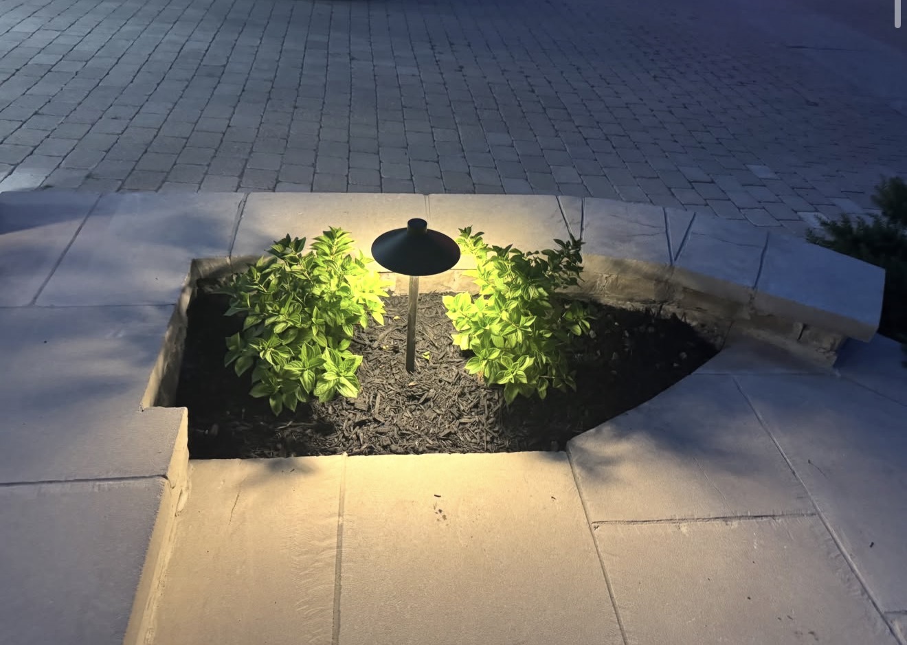 Warm path light glowing over a planter of shrubs on a walkway