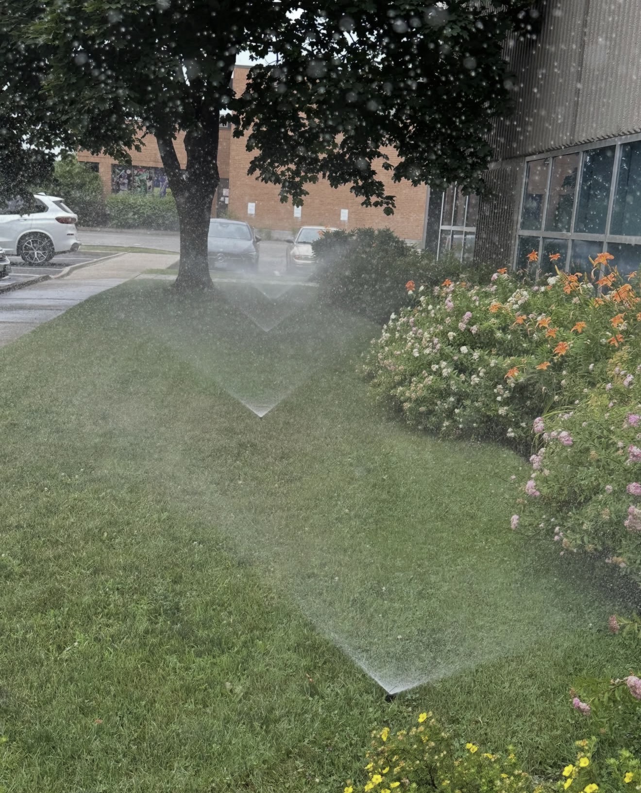 Commercial lawn sprinkler irrigation in action